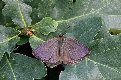 BUITEN BEELD Foto: 276964