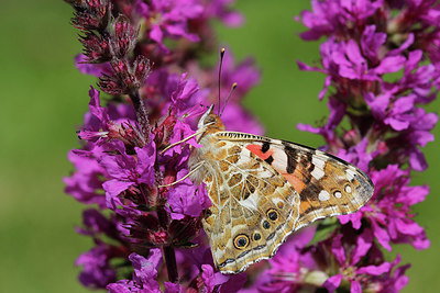 BUITEN BEELD Foto: 276965