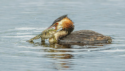 BUITEN BEELD Foto: 277005