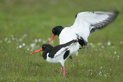 BUITEN BEELD Foto: 277015