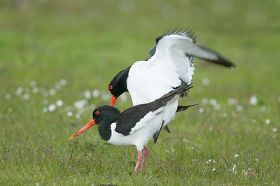 BUITEN BEELD Foto: 277016
