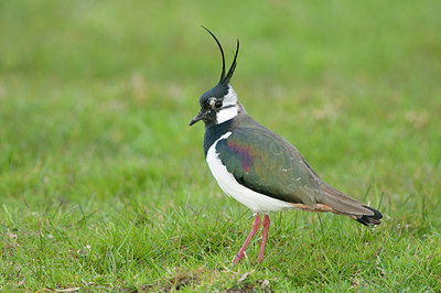 BUITEN BEELD Foto: 277037