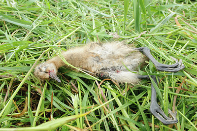 BUITEN BEELD Foto: 277038
