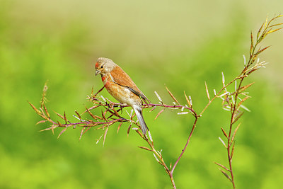 BUITEN BEELD Foto: 277046