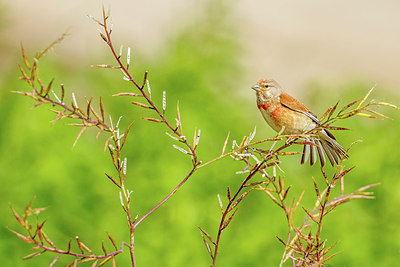 BUITEN BEELD Foto: 277047