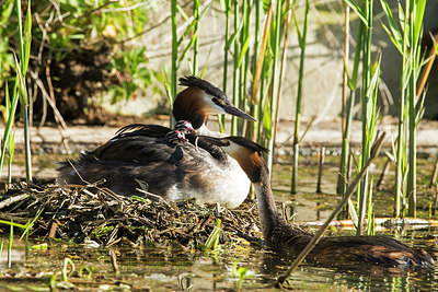 BUITEN BEELD Foto: 277070
