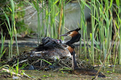 BUITEN BEELD Foto: 277076