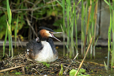 BUITEN BEELD Foto: 277078