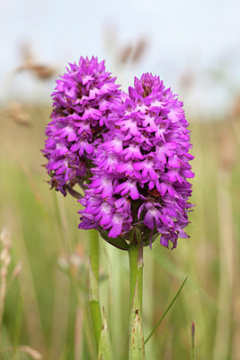 BUITEN BEELD Foto: 277099