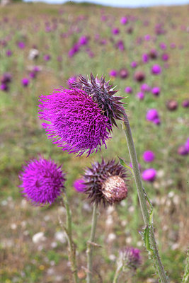 BUITEN BEELD Foto: 277126