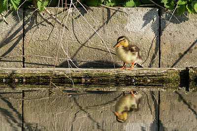 BUITEN BEELD Foto: 277194