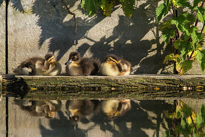 BUITEN BEELD Foto: 277195
