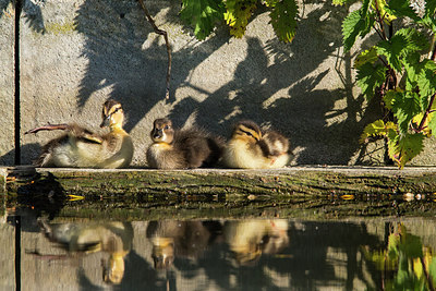 BUITEN BEELD Foto: 277197
