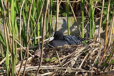 BUITEN BEELD Foto: 277203