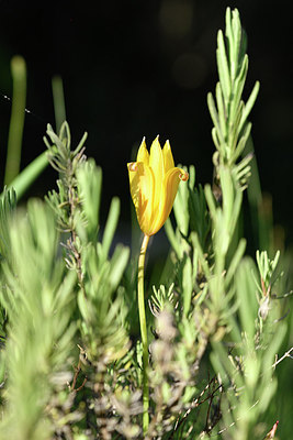 BUITEN BEELD Foto: 277216