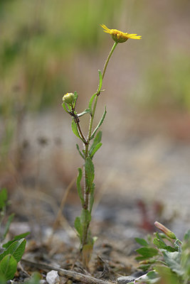 BUITEN BEELD Foto: 277241