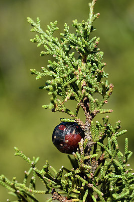 BUITEN BEELD Foto: 277275