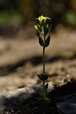 BUITEN BEELD Foto: 277276