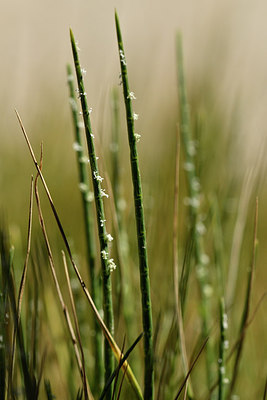 BUITEN BEELD Foto: 277286