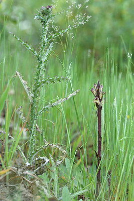 BUITEN BEELD Foto: 277299