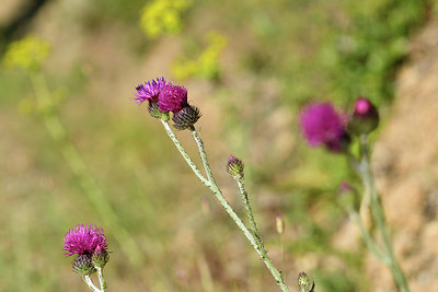 BUITEN BEELD Foto: 277308