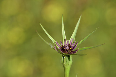BUITEN BEELD Foto: 277338