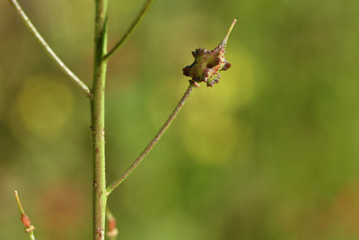 BUITEN BEELD Foto: 277339