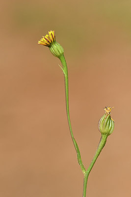 BUITEN BEELD Foto: 277346