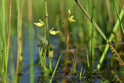 BUITEN BEELD Foto: 277357
