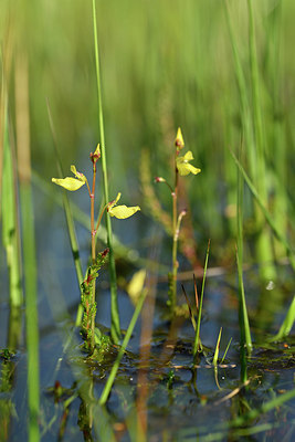 BUITEN BEELD Foto: 277358