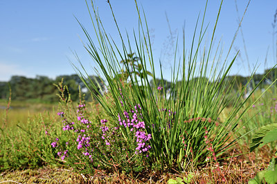 BUITEN BEELD Foto: 277370
