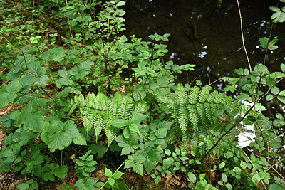 BUITEN BEELD Foto: 277373