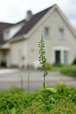 BUITEN BEELD Foto: 277378