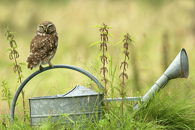 BUITEN BEELD Foto: 277386