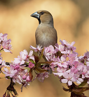 BUITEN BEELD Foto: 277423