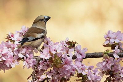 BUITEN BEELD Foto: 277424