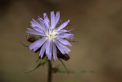 BUITEN BEELD Foto: 277426