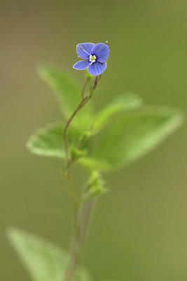 BUITEN BEELD Foto: 277440