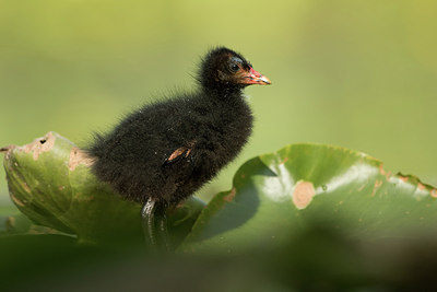 BUITEN BEELD Foto: 277448