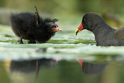 BUITEN BEELD Foto: 277449
