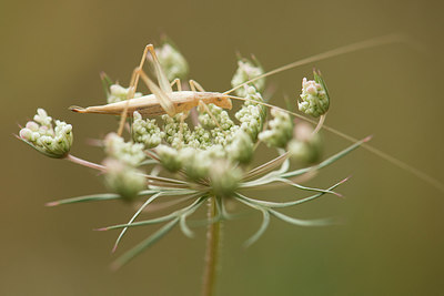 BUITEN BEELD Foto: 277459