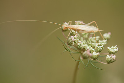 BUITEN BEELD Foto: 277460