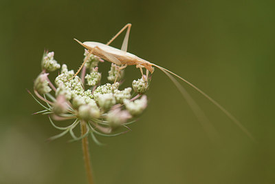 BUITEN BEELD Foto: 277461