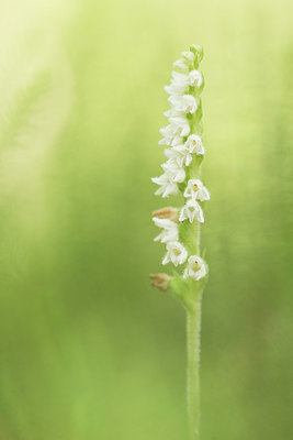 BUITEN BEELD Foto: 277468