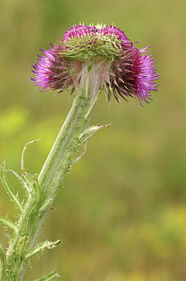 BUITEN BEELD Foto: 277485