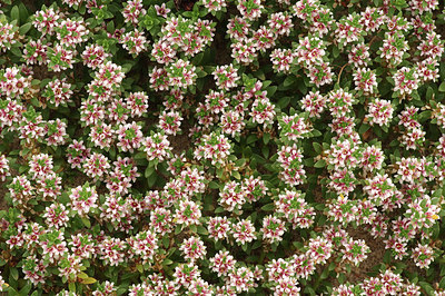 BUITEN BEELD Foto: 277489