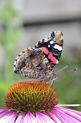 BUITEN BEELD Foto: 277495