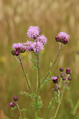 BUITEN BEELD Foto: 277508