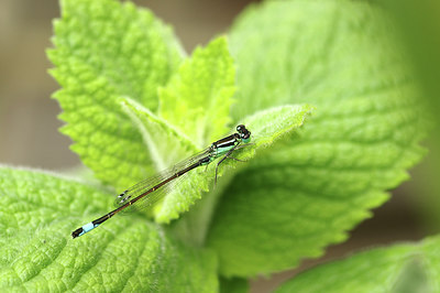 BUITEN BEELD Foto: 277511