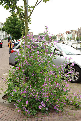BUITEN BEELD Foto: 277532